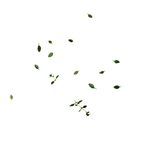 thyme leaves@2x.png